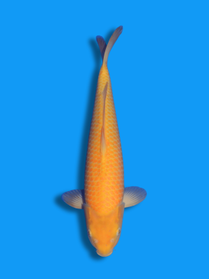 Karashigoi | Koi&Co.